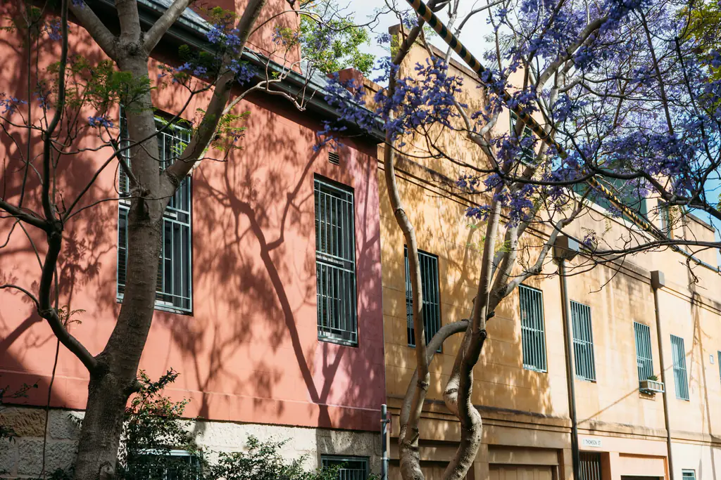 Terrace facades in pink and ochre behind a flowering jacaranda